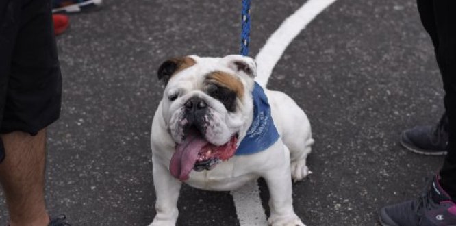 Perro bulldog
