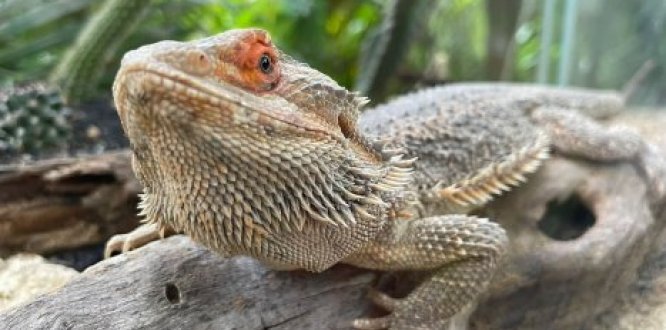 IGUANA IGUANA