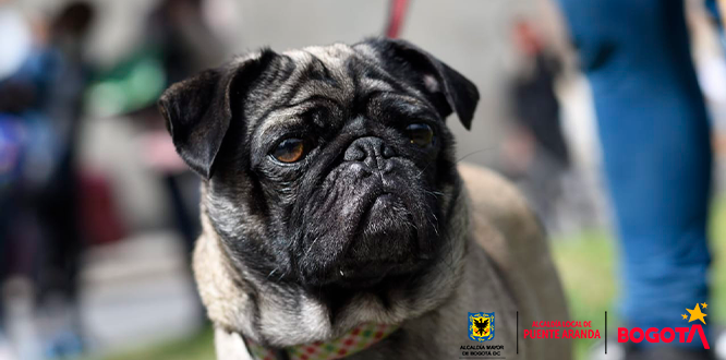 Perro pug