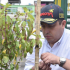 Alcalde sembrando un arbol